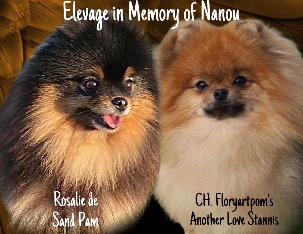 chiot Spitz allemand In Memory Of Nanou