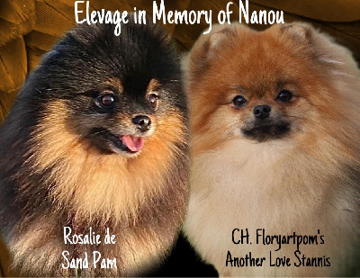 In Memory Of Nanou - Spitz allemand - Portée née le 07/11/2024