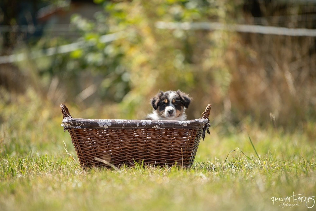 In Memory Of Nanou - Chiots disponibles - Berger Australien