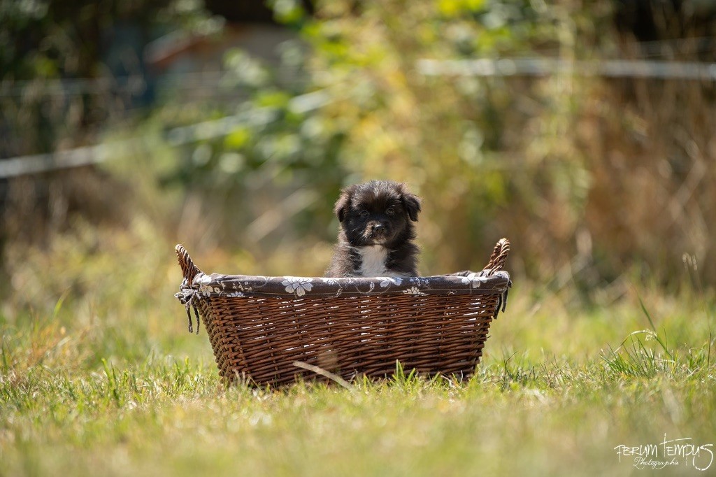 In Memory Of Nanou - Chiots disponibles - Berger Australien