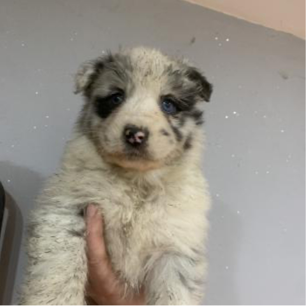 In Memory Of Nanou - Chiots disponibles - Berger Australien