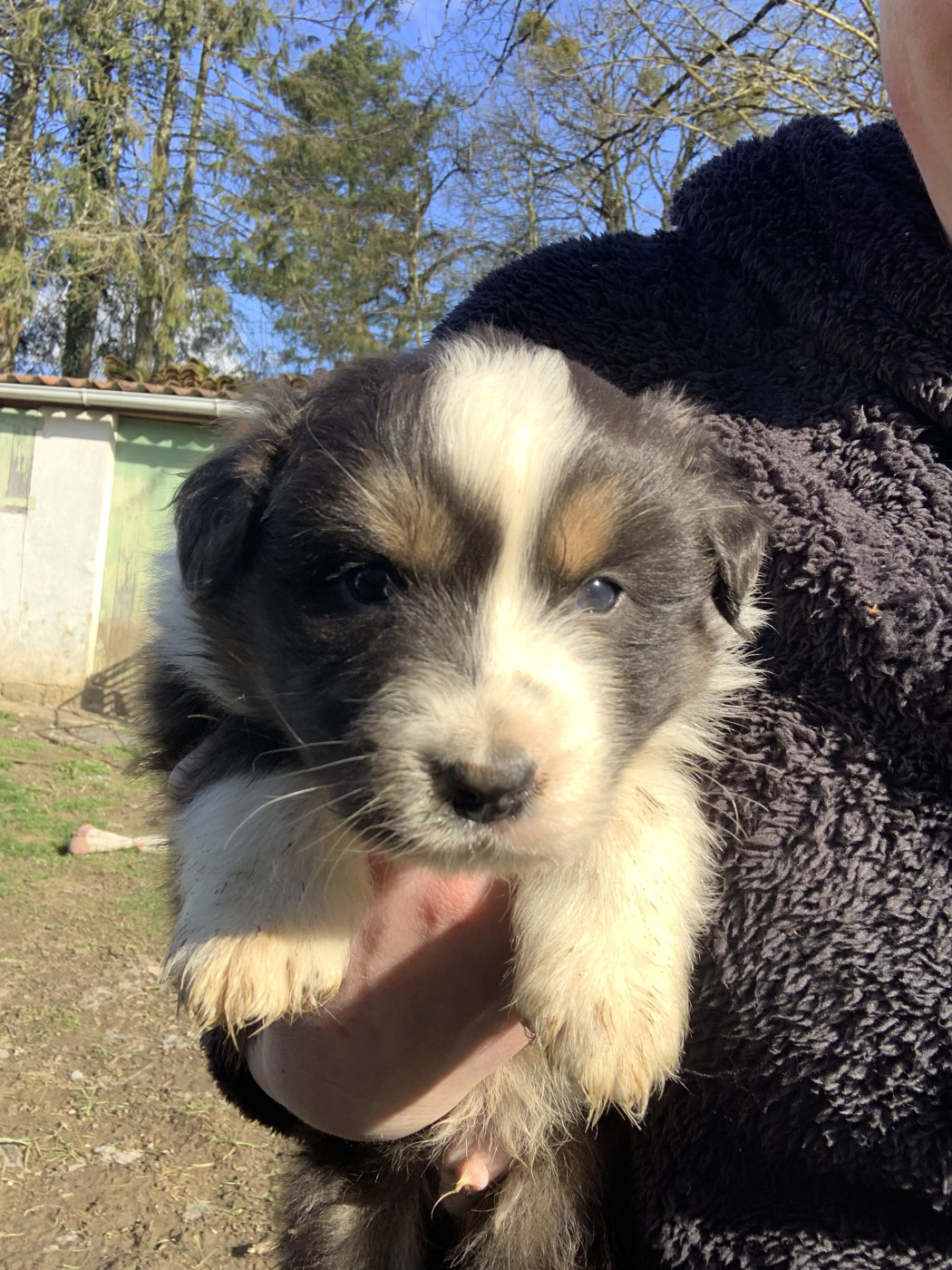 In Memory Of Nanou - Chiots disponibles - Berger Australien