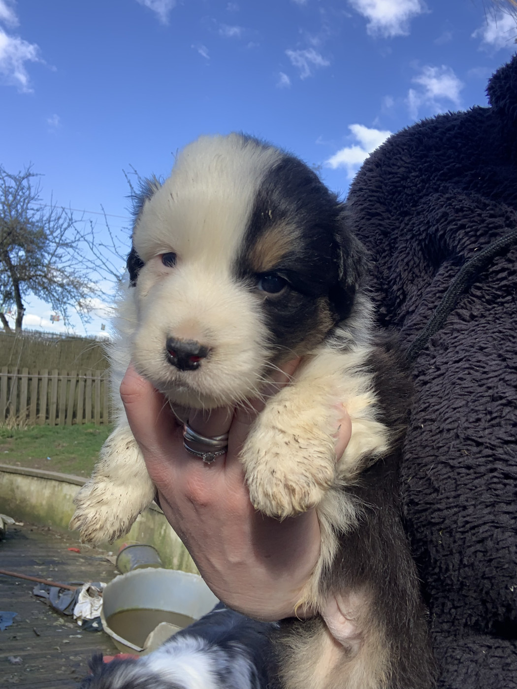 In Memory Of Nanou - Chiots disponibles - Berger Australien