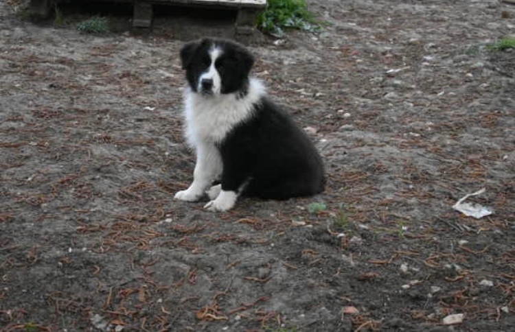 In Memory Of Nanou - Chiots disponibles - Berger Australien