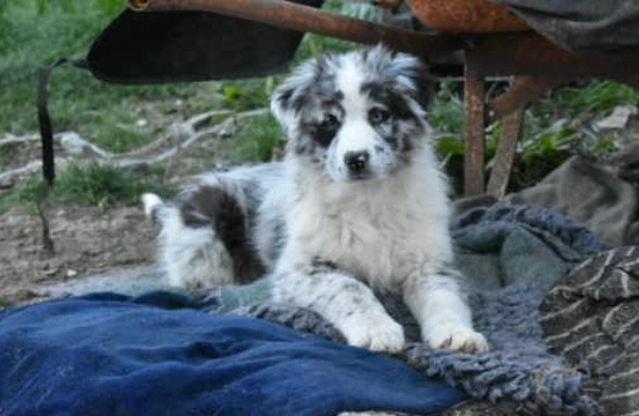 In Memory Of Nanou - Chiots disponibles - Berger Australien