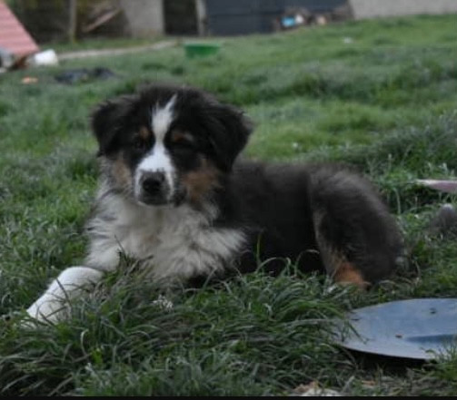 In Memory Of Nanou - Chiots disponibles - Berger Australien