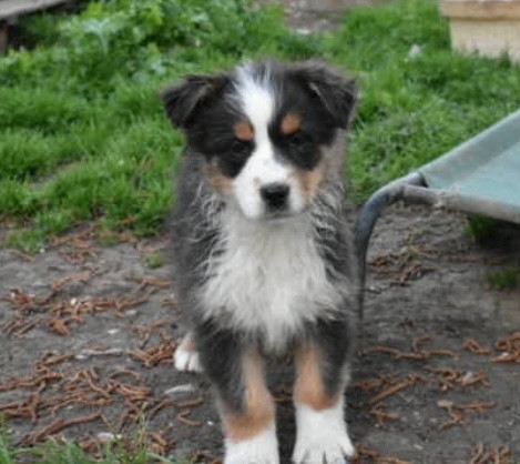 In Memory Of Nanou - Chiots disponibles - Berger Australien