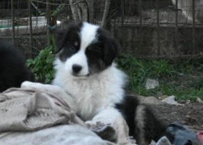 In Memory Of Nanou - Chiots disponibles - Berger Australien