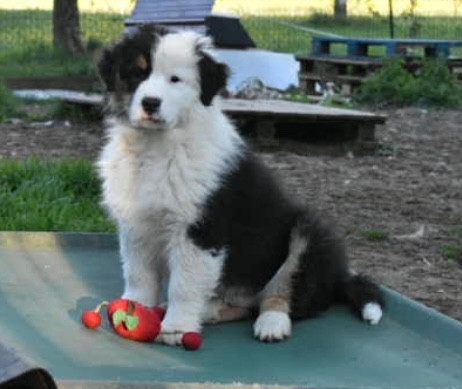 In Memory Of Nanou - Chiots disponibles - Berger Australien