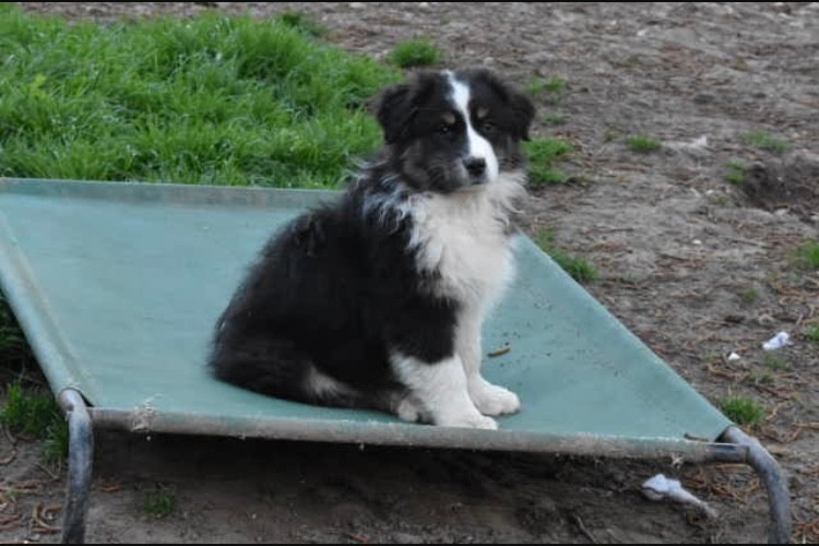 In Memory Of Nanou - Chiots disponibles - Berger Australien