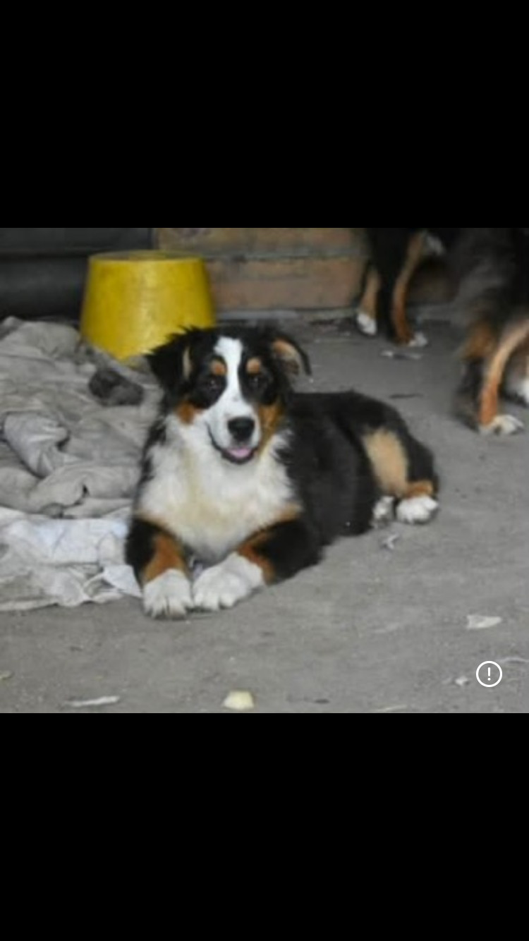 In Memory Of Nanou - Chiots disponibles - Berger Australien