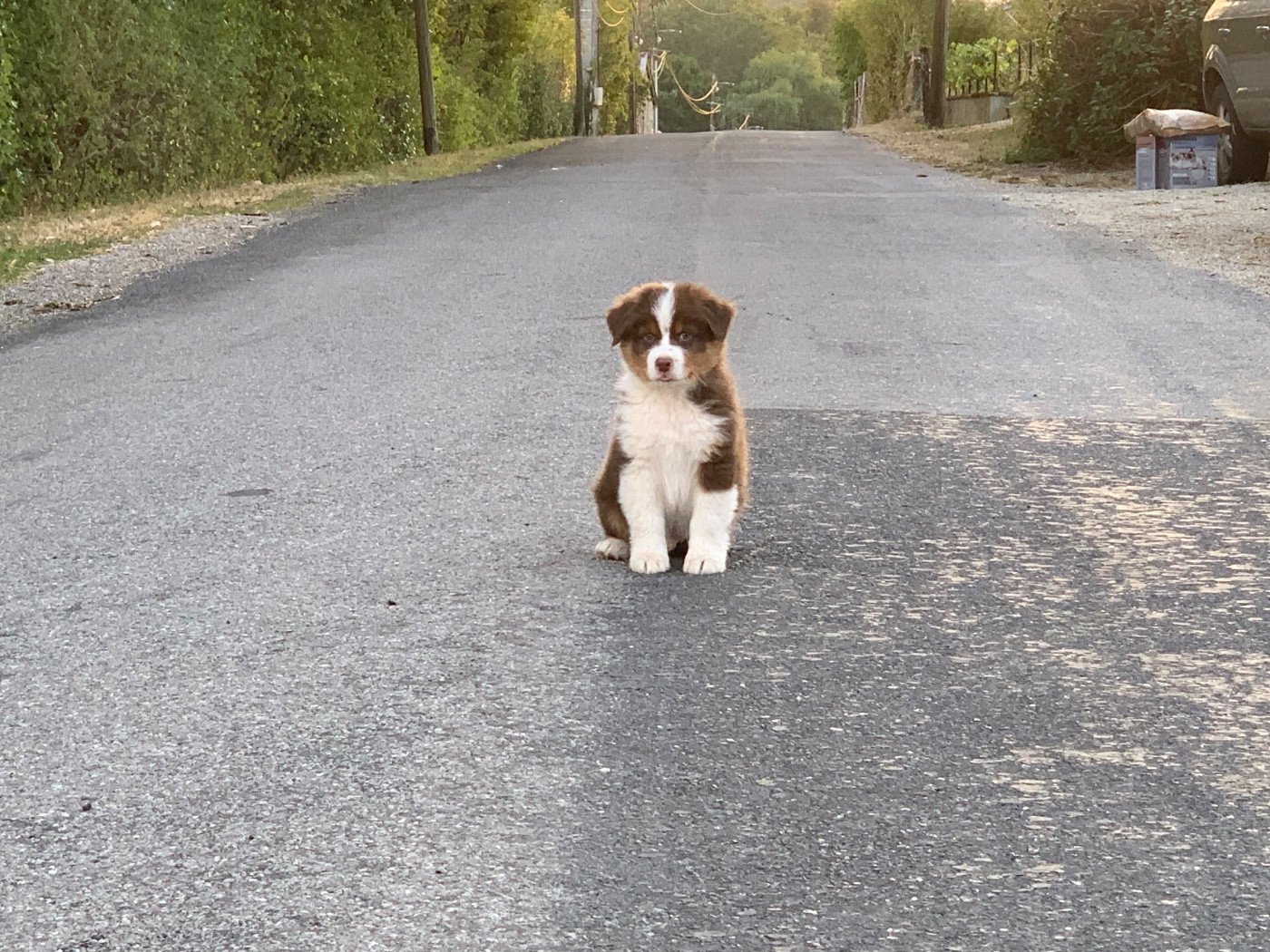 In Memory Of Nanou - Chiots disponibles - Berger Australien