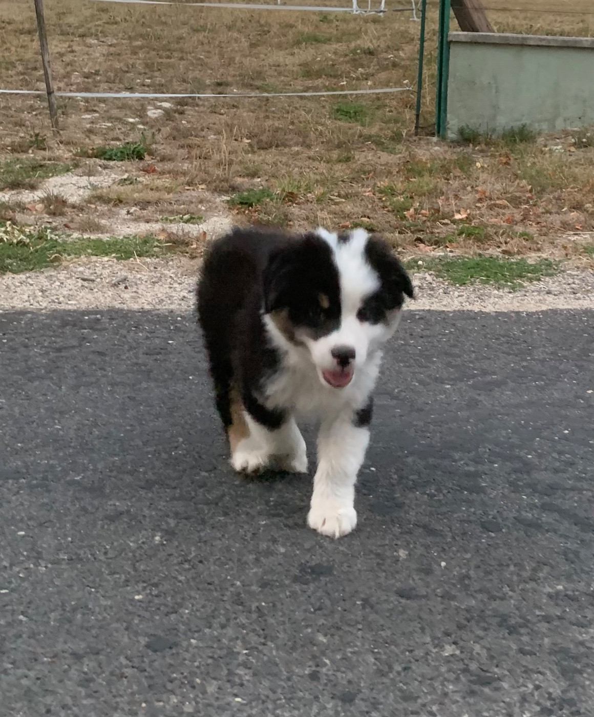 In Memory Of Nanou - Chiots disponibles - Berger Australien