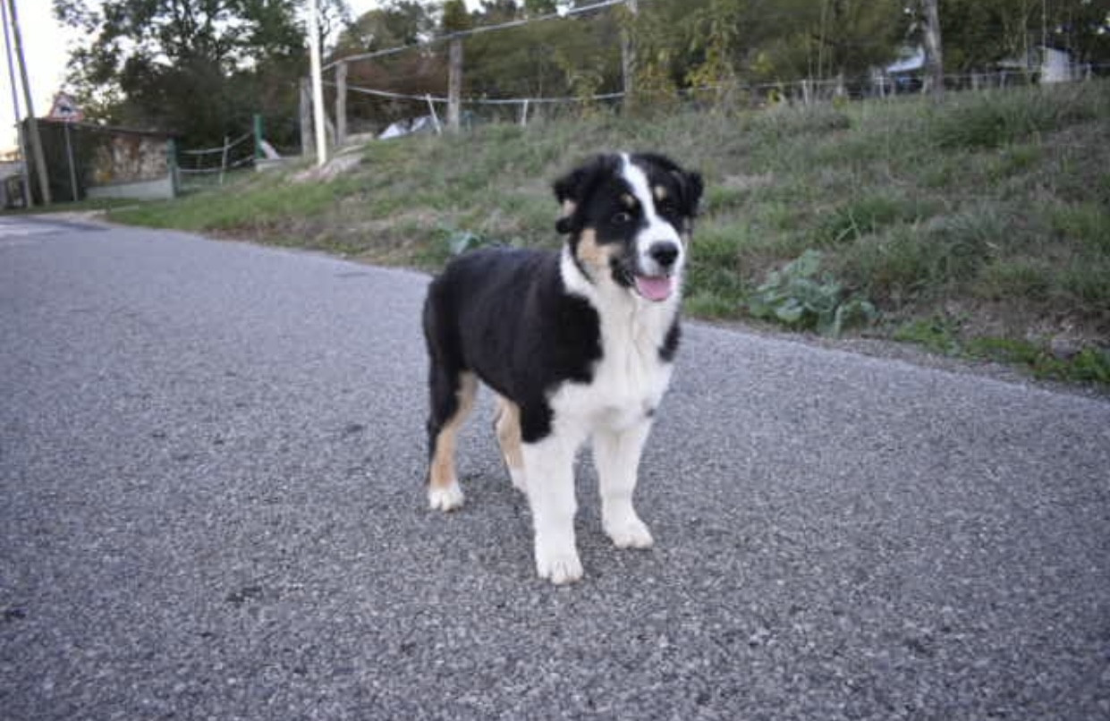 In Memory Of Nanou - Chiots disponibles - Berger Australien