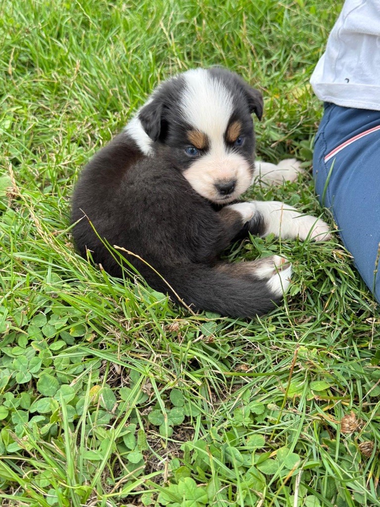 In Memory Of Nanou - Chiots disponibles - Berger Australien