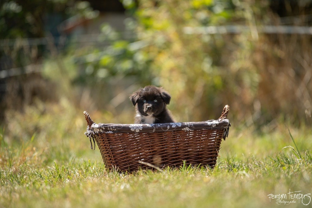 In Memory Of Nanou - Chiots disponibles - Berger Australien