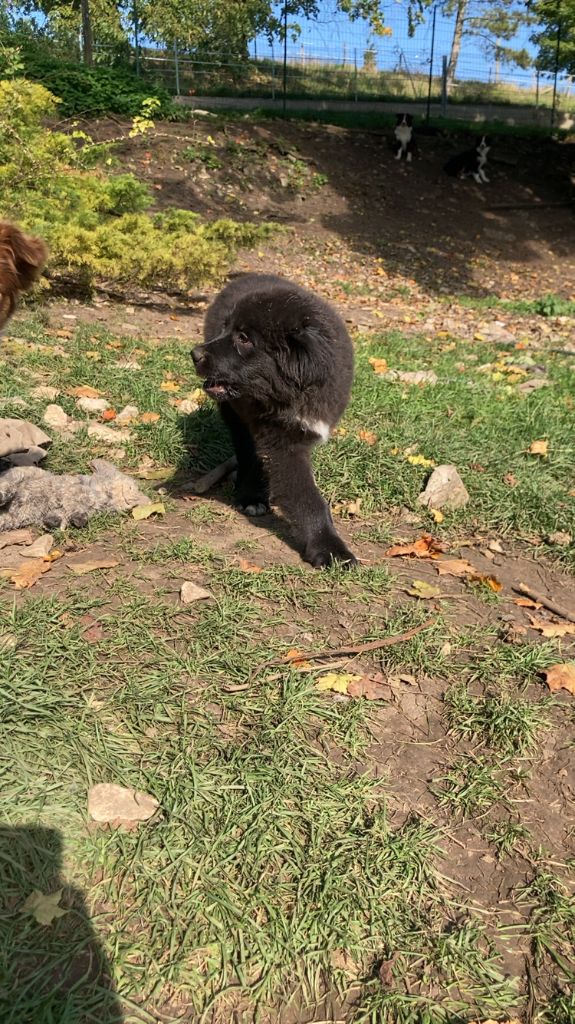 In Memory Of Nanou - Chiots disponibles - Berger Australien