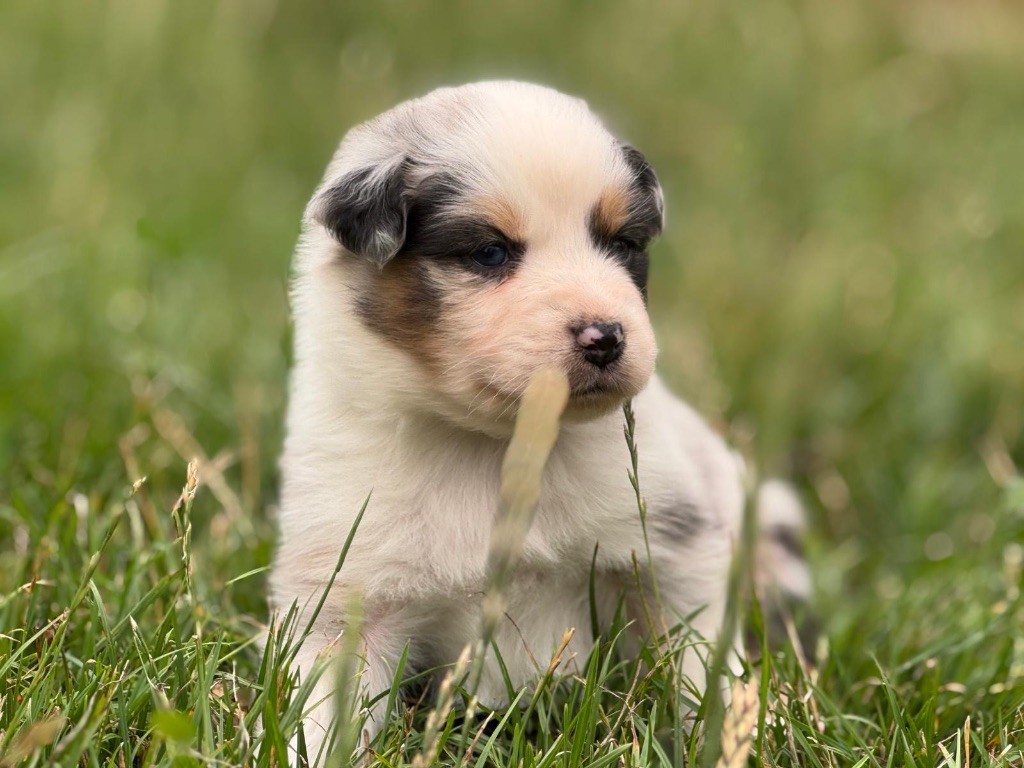 In Memory Of Nanou - Chiots disponibles - Berger Australien