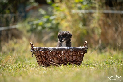 CHIOT 7