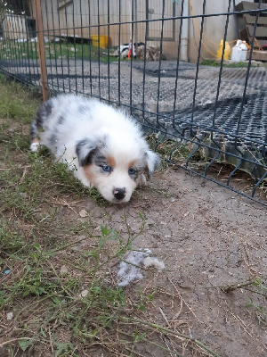CHIOT 5