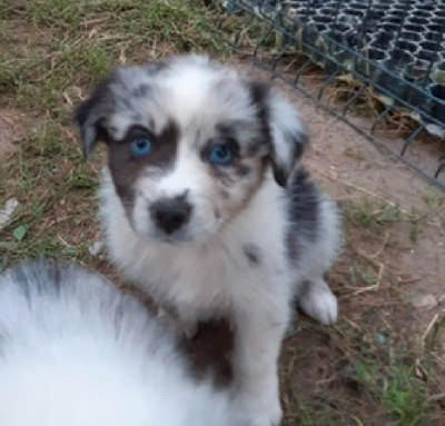 CHIOT 6