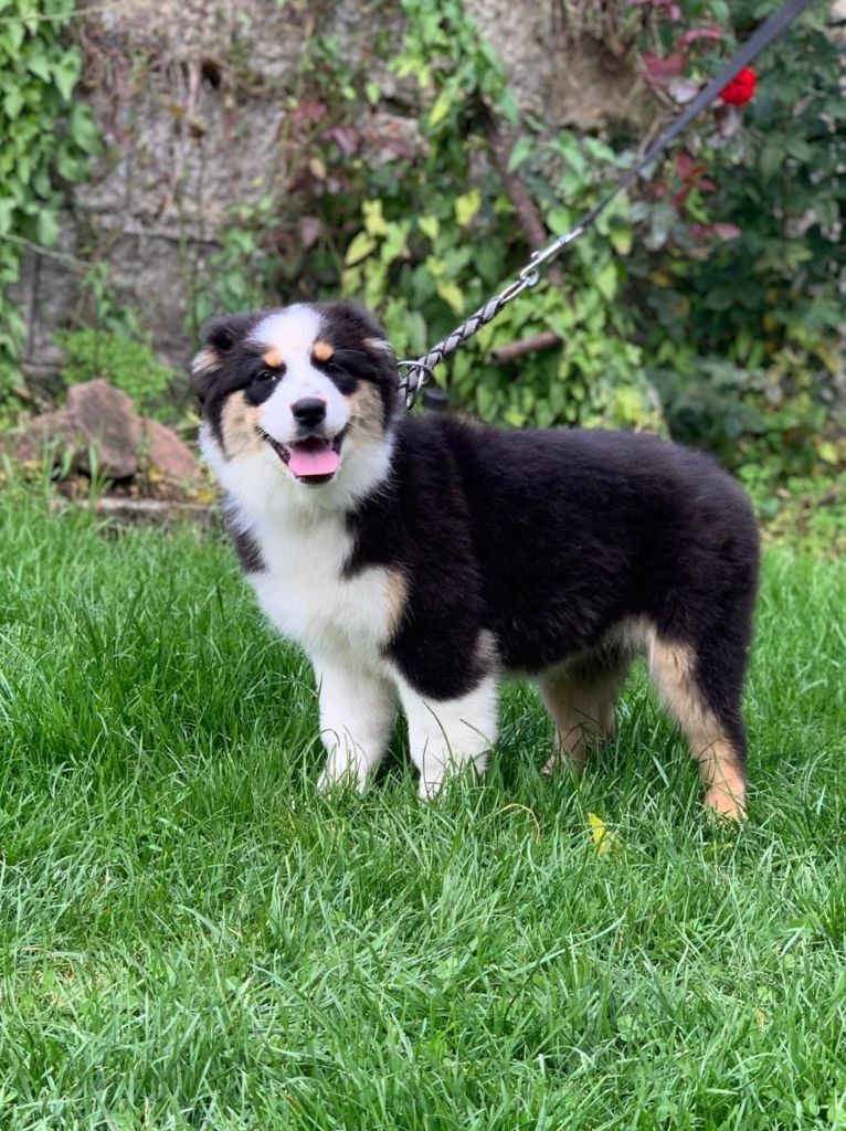 In Memory Of Nanou - Chiots disponibles - Berger Australien