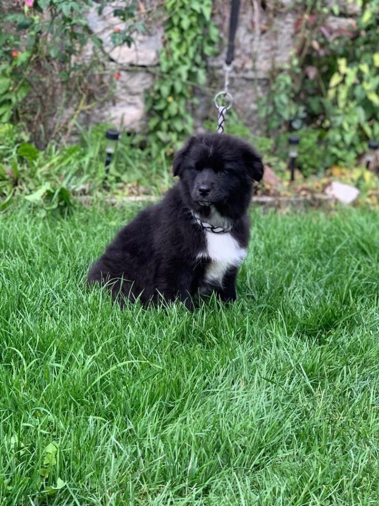 In Memory Of Nanou - Chiots disponibles - Berger Australien
