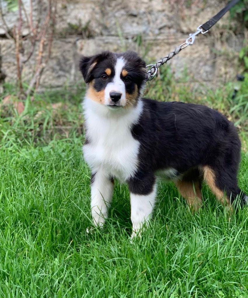 In Memory Of Nanou - Chiots disponibles - Berger Australien