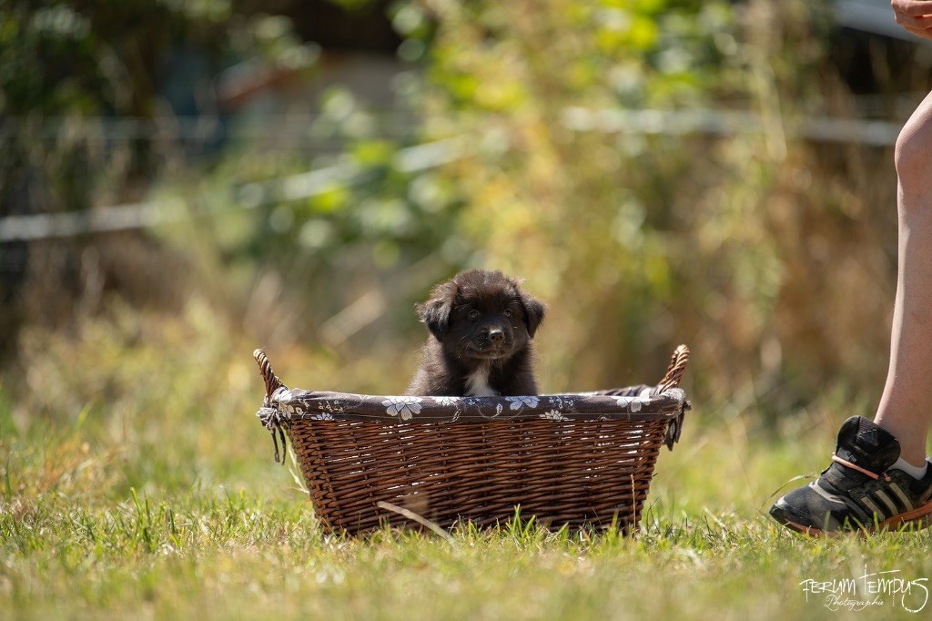 In Memory Of Nanou - Chiots disponibles - Berger Australien