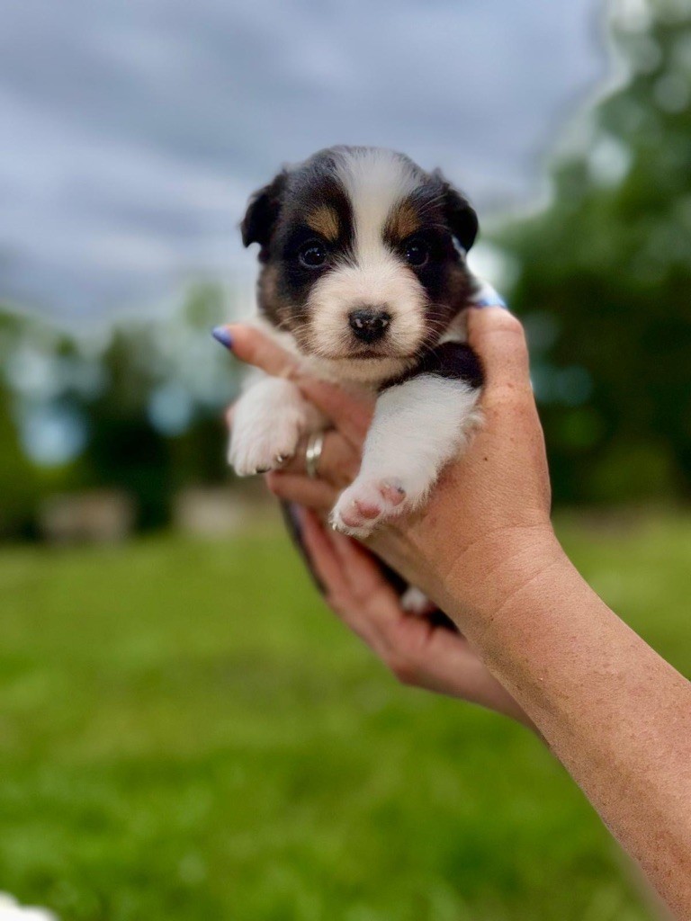 In Memory Of Nanou - Chiots disponibles - Berger Australien