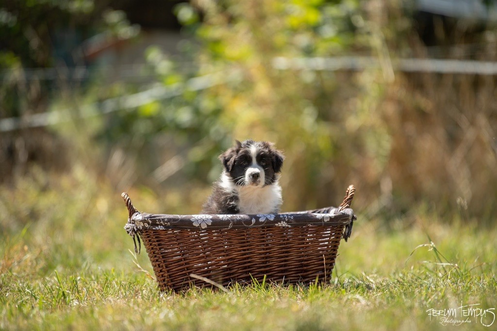 In Memory Of Nanou - Chiots disponibles - Berger Australien