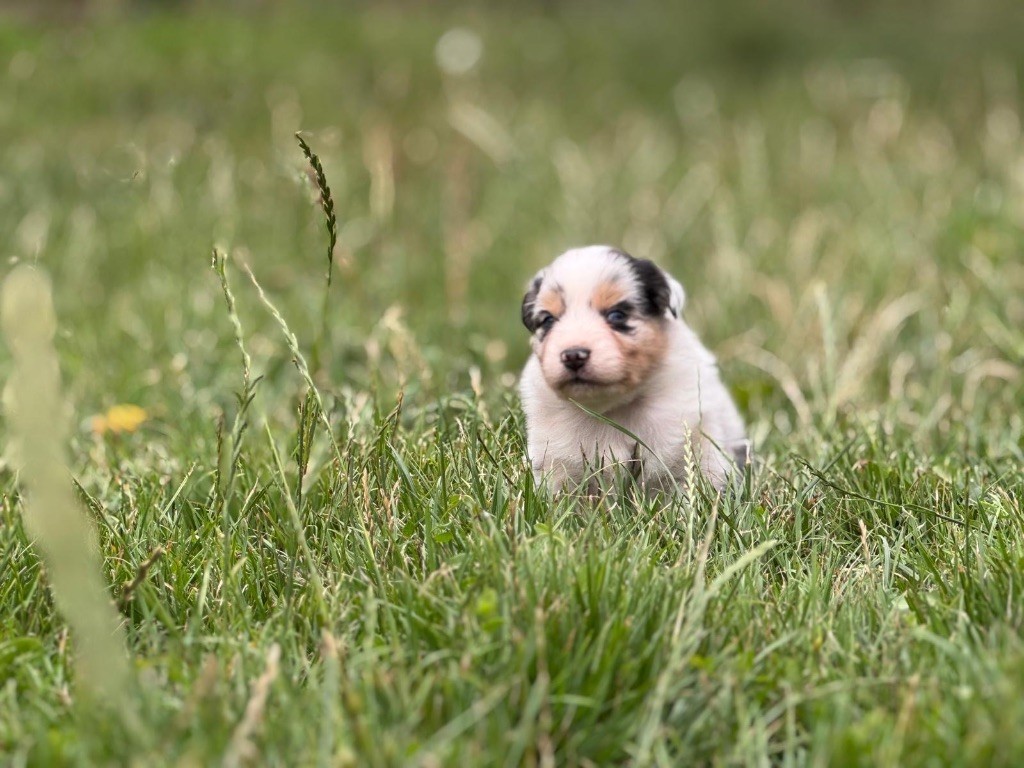 In Memory Of Nanou - Chiots disponibles - Berger Australien