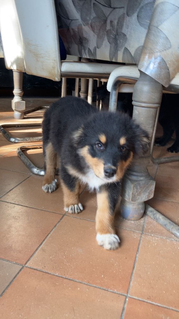 In Memory Of Nanou - Chiots disponibles - Berger Australien