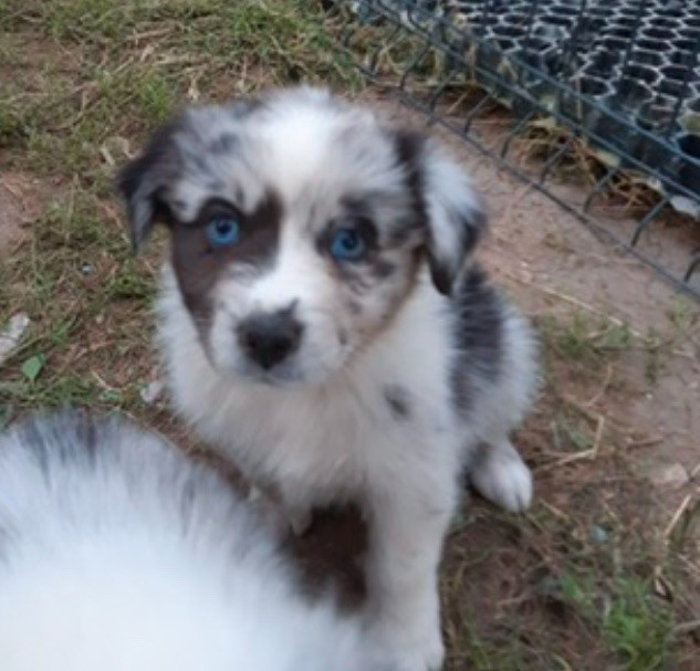 In Memory Of Nanou - Chiots disponibles - Berger Australien