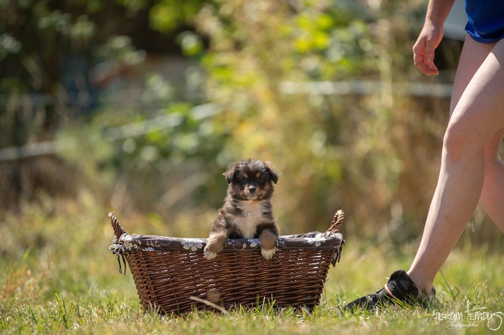 In Memory Of Nanou - Chiots disponibles - Berger Australien